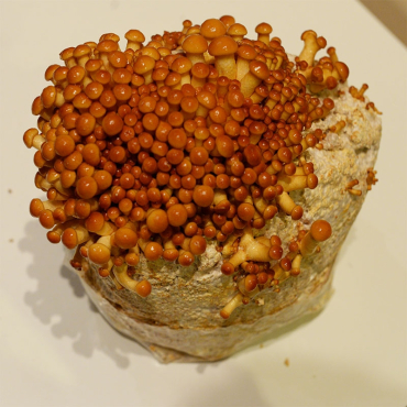Šupinovka nameko - substrát 3kg