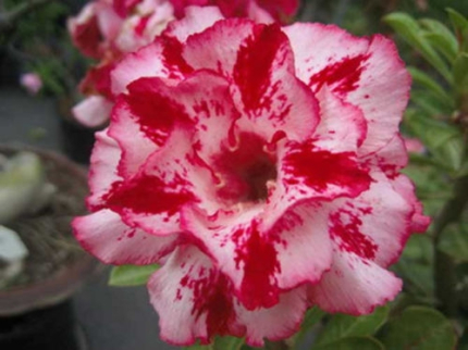 Adenium obesum Chokrussame