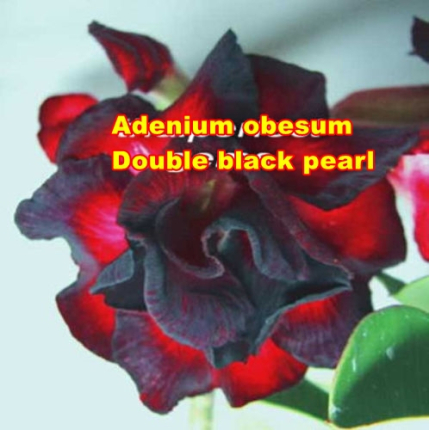 Adenium obesum Dobleblack Pearl