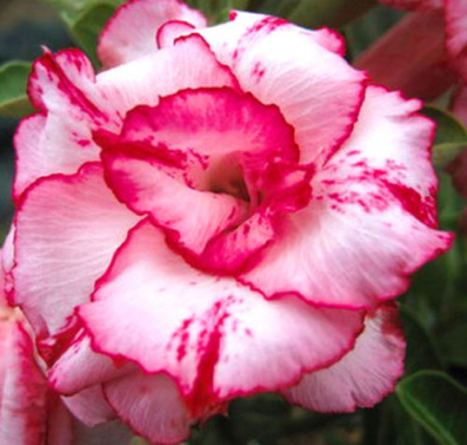 Adenium obesum Lady gaga