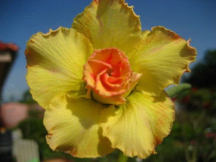 Adenium obesum Loungnumchok