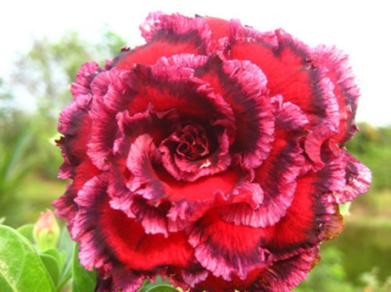 Adenium obesum Sawan7