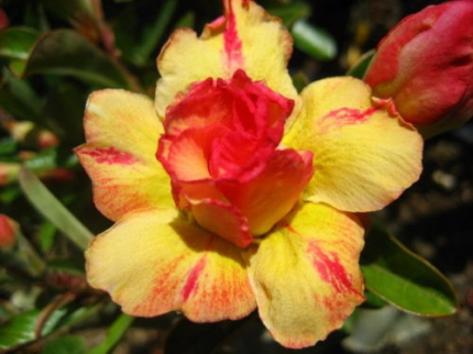 Adenium obesum Tongyord
