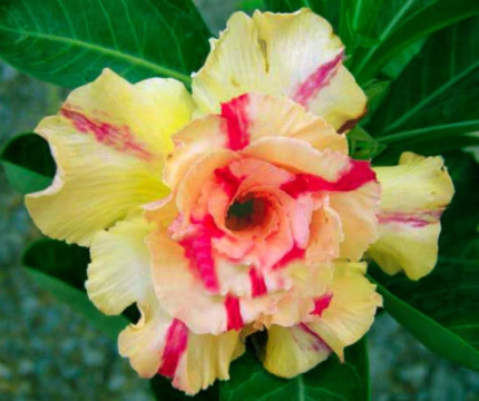 Adenium obesum Yellowsoon