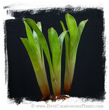 Brocchinia acuminata