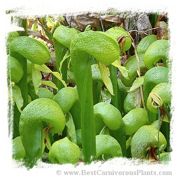 Darlingtonia californica