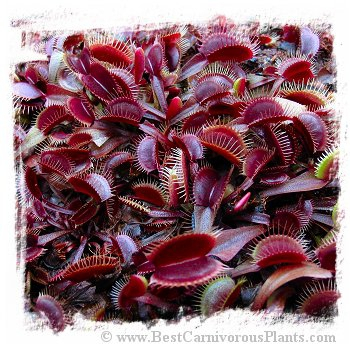 Dionaea muscipula {All Red Form Mix}