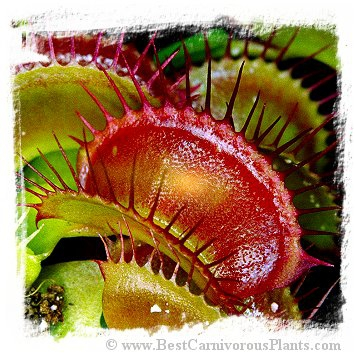 Dionaea muscipula {Giant Strains Mix}