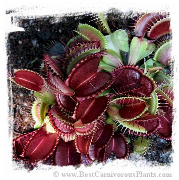 Dionaea muscipula {Regular form}