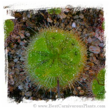 Drosera burmannii