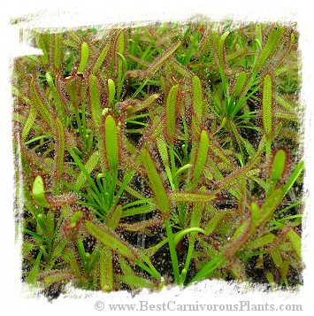 Drosera capensis {Narrow Leaf}