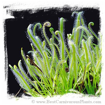 Drosera capensis {White Flower}