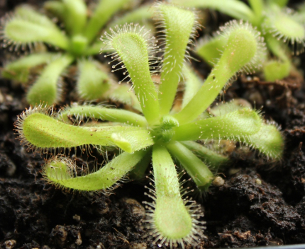 Drosera coccicaulis {albino form}