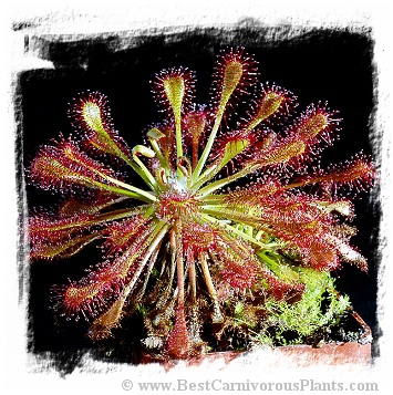 Drosera intermedia