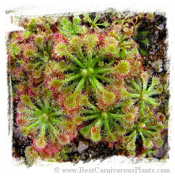 Drosera spathulata