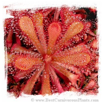 Drosera venusta 