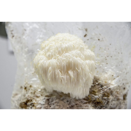Korálovec ježatý - substrát 3kg