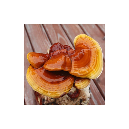 Reishi - Lesklokorka leská - substrát 3 kg